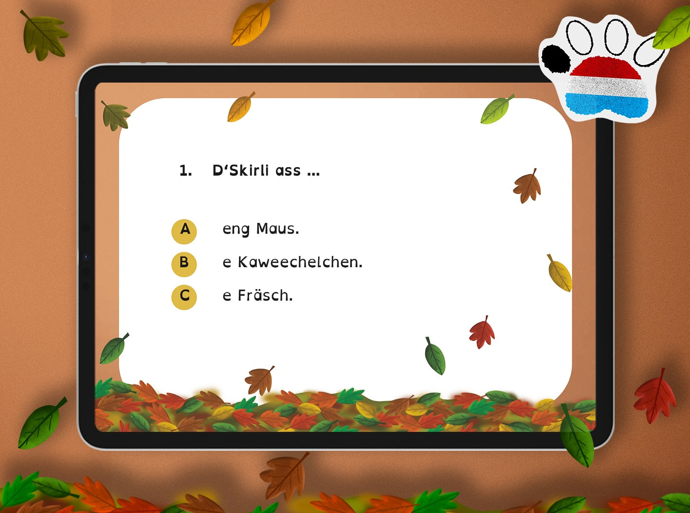 Quiz - Skirli complet wibbeleg | LUX