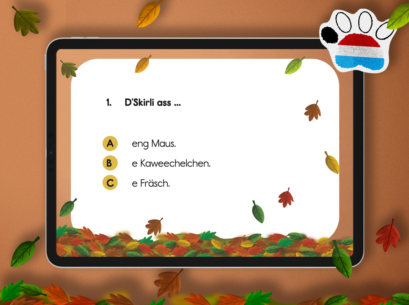 Quiz - Skirli complet wibbeleg | LUX